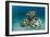 Reef Balls on the Sea Bed, Indonesia-Matthew Oldfield-Framed Photographic Print