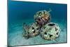 Reef Balls on the Sea Bed, Indonesia-Matthew Oldfield-Mounted Photographic Print