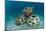 Reef Balls on the Sea Bed, Indonesia-Matthew Oldfield-Mounted Photographic Print