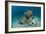 Reef Balls on the Sea Bed, Indonesia-Matthew Oldfield-Framed Photographic Print