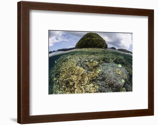 Reef-Building Corals Grow Inside Palau's Lagoon-Stocktrek Images-Framed Photographic Print