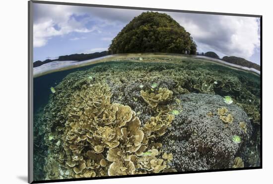 Reef-Building Corals Grow Inside Palau's Lagoon-Stocktrek Images-Mounted Photographic Print