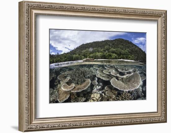 Reef-Building Corals in Raja Ampat, Indonesia-Stocktrek Images-Framed Photographic Print