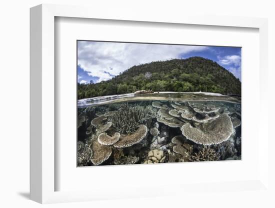 Reef-Building Corals in Raja Ampat, Indonesia-Stocktrek Images-Framed Photographic Print