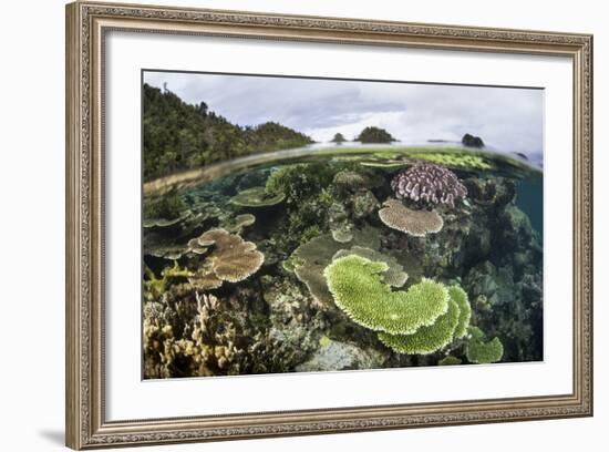 Reef-Building Corals in Raja Ampat, Indonesia-Stocktrek Images-Framed Photographic Print