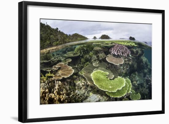 Reef-Building Corals in Raja Ampat, Indonesia-Stocktrek Images-Framed Photographic Print