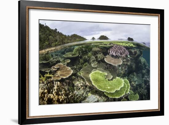 Reef-Building Corals in Raja Ampat, Indonesia-Stocktrek Images-Framed Photographic Print