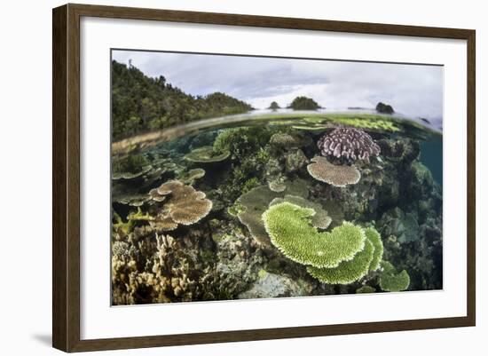 Reef-Building Corals in Raja Ampat, Indonesia-Stocktrek Images-Framed Photographic Print