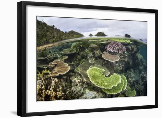 Reef-Building Corals in Raja Ampat, Indonesia-Stocktrek Images-Framed Photographic Print