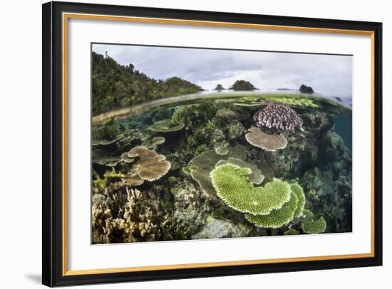 Reef-Building Corals in Raja Ampat, Indonesia-Stocktrek Images-Framed Photographic Print