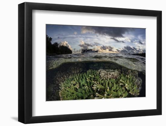 Reef-Building Corals Thrive on a Reef in the Solomon Islands-Stocktrek Images-Framed Photographic Print