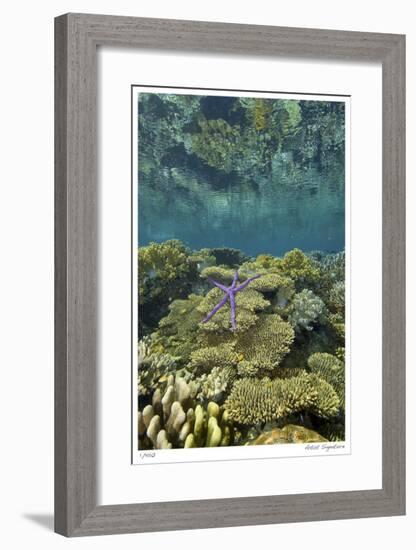 Reef Crest with Sea Star-Jones-Shimlock-Framed Giclee Print