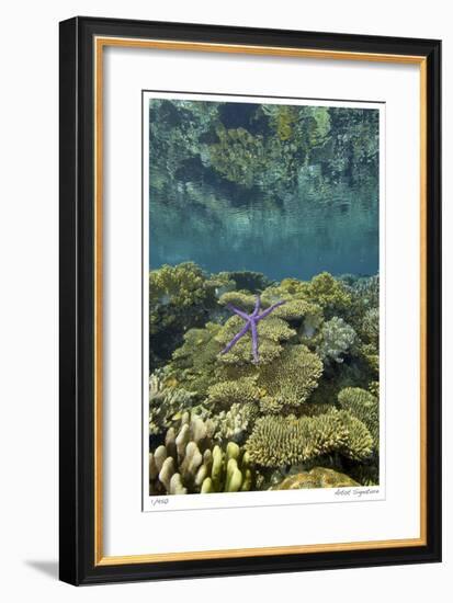 Reef Crest with Sea Star-Jones-Shimlock-Framed Giclee Print
