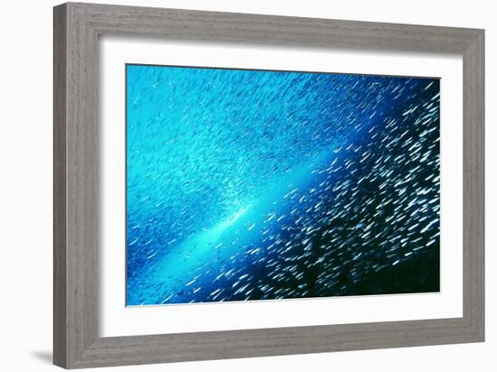 Reef Fish School-Matthew Oldfield-Framed Photographic Print