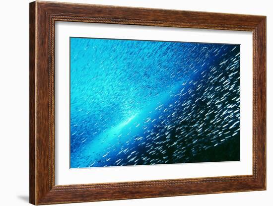 Reef Fish School-Matthew Oldfield-Framed Photographic Print