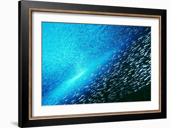 Reef Fish School-Matthew Oldfield-Framed Photographic Print