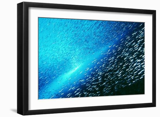 Reef Fish School-Matthew Oldfield-Framed Photographic Print