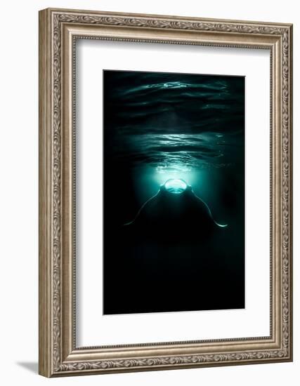 reef manta ray feeding on plankton, maldives-alex mustard-Framed Photographic Print