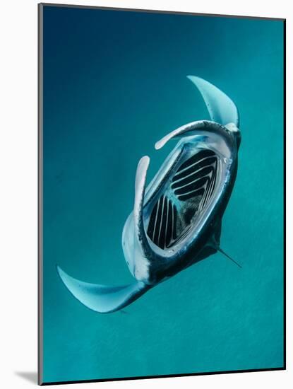 Reef manta ray feeding, West Papua Indonesia-Magnus Lundgren-Mounted Photographic Print