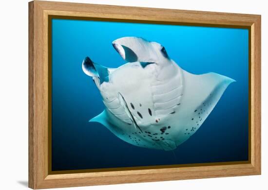 Reef manta swimming with a Remora, Indian Ocean-Alex Mustard-Framed Premier Image Canvas