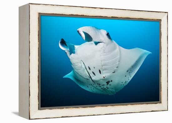 Reef manta swimming with a Remora, Indian Ocean-Alex Mustard-Framed Premier Image Canvas