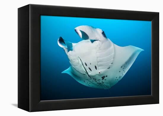 Reef manta swimming with a Remora, Indian Ocean-Alex Mustard-Framed Premier Image Canvas