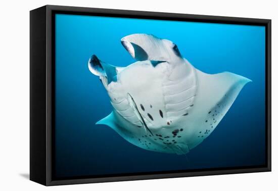 Reef manta swimming with a Remora, Indian Ocean-Alex Mustard-Framed Premier Image Canvas