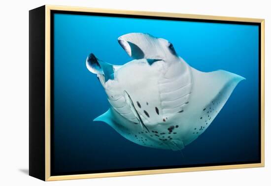 Reef manta swimming with a Remora, Indian Ocean-Alex Mustard-Framed Premier Image Canvas