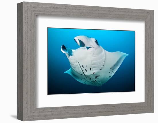 Reef manta swimming with a Remora, Indian Ocean-Alex Mustard-Framed Photographic Print