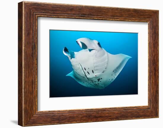 Reef manta swimming with a Remora, Indian Ocean-Alex Mustard-Framed Photographic Print