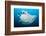 Reef manta swimming with a Remora, Indian Ocean-Alex Mustard-Framed Photographic Print