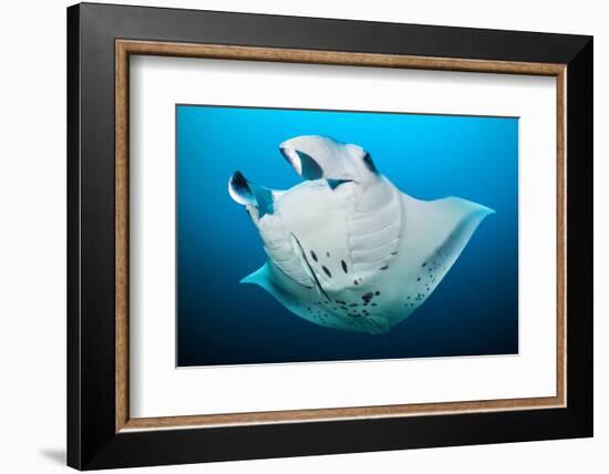 Reef manta swimming with a Remora, Indian Ocean-Alex Mustard-Framed Photographic Print