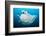 Reef manta swimming with a Remora, Indian Ocean-Alex Mustard-Framed Photographic Print