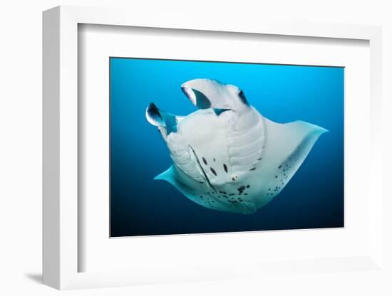 Reef manta swimming with a Remora, Indian Ocean-Alex Mustard-Framed Photographic Print