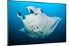 Reef manta swimming with a Remora, Indian Ocean-Alex Mustard-Mounted Photographic Print