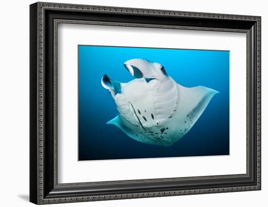 Reef manta swimming with a Remora, Indian Ocean-Alex Mustard-Framed Photographic Print