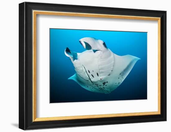 Reef manta swimming with a Remora, Indian Ocean-Alex Mustard-Framed Photographic Print