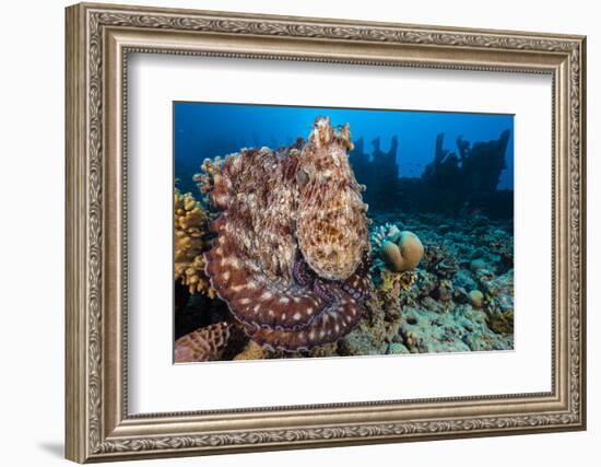 Reef Octopus (Octopus Cyanea) Portrait Near Wreck. Gubal Island, Egypt. Red Sea-Alex Mustard-Framed Photographic Print