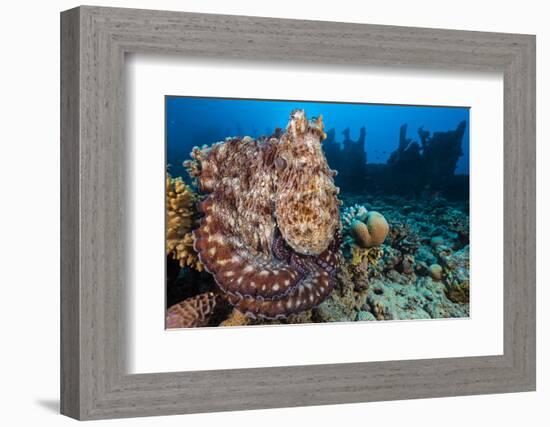 Reef Octopus (Octopus Cyanea) Portrait Near Wreck. Gubal Island, Egypt. Red Sea-Alex Mustard-Framed Photographic Print