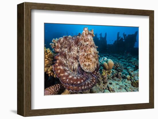 Reef Octopus (Octopus Cyanea) Portrait Near Wreck. Gubal Island, Egypt. Red Sea-Alex Mustard-Framed Photographic Print