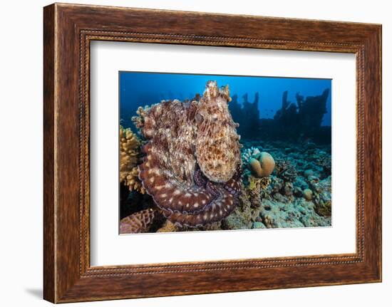 Reef Octopus (Octopus Cyanea) Portrait Near Wreck. Gubal Island, Egypt. Red Sea-Alex Mustard-Framed Photographic Print