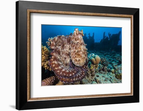 Reef Octopus (Octopus Cyanea) Portrait Near Wreck. Gubal Island, Egypt. Red Sea-Alex Mustard-Framed Photographic Print