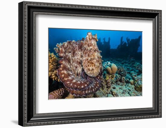 Reef Octopus (Octopus Cyanea) Portrait Near Wreck. Gubal Island, Egypt. Red Sea-Alex Mustard-Framed Photographic Print