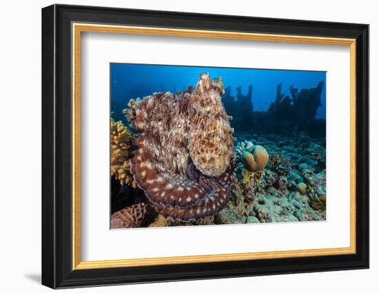 Reef Octopus (Octopus Cyanea) Portrait Near Wreck. Gubal Island, Egypt. Red Sea-Alex Mustard-Framed Photographic Print