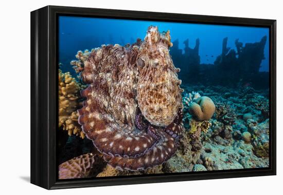 Reef Octopus (Octopus Cyanea) Portrait Near Wreck. Gubal Island, Egypt. Red Sea-Alex Mustard-Framed Premier Image Canvas