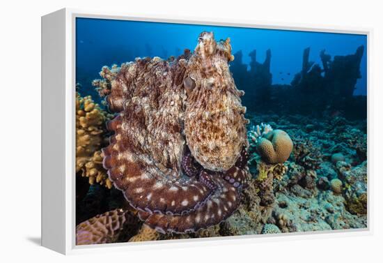 Reef Octopus (Octopus Cyanea) Portrait Near Wreck. Gubal Island, Egypt. Red Sea-Alex Mustard-Framed Premier Image Canvas