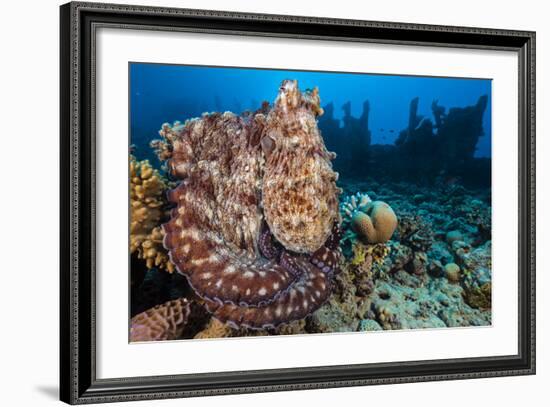 Reef Octopus (Octopus Cyanea) Portrait Near Wreck. Gubal Island, Egypt. Red Sea-Alex Mustard-Framed Photographic Print