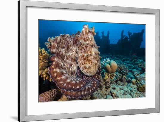 Reef Octopus (Octopus Cyanea) Portrait Near Wreck. Gubal Island, Egypt. Red Sea-Alex Mustard-Framed Photographic Print