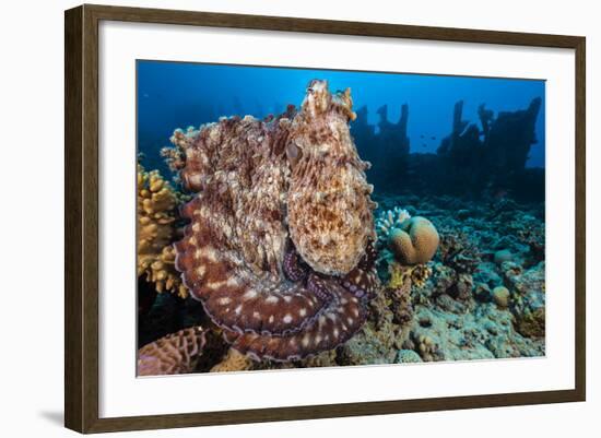 Reef Octopus (Octopus Cyanea) Portrait Near Wreck. Gubal Island, Egypt. Red Sea-Alex Mustard-Framed Photographic Print