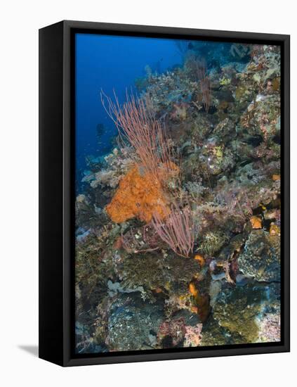 Reef Scape in the Solomon Islands Showing Various Corals-Stocktrek Images-Framed Premier Image Canvas